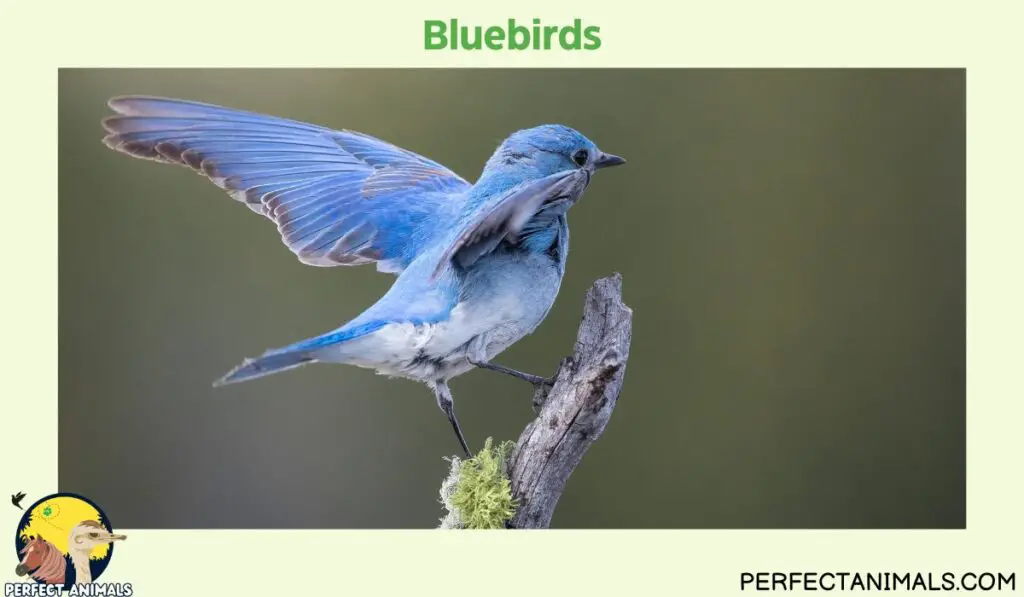 Birds That Eat Spiders | Bluebirds