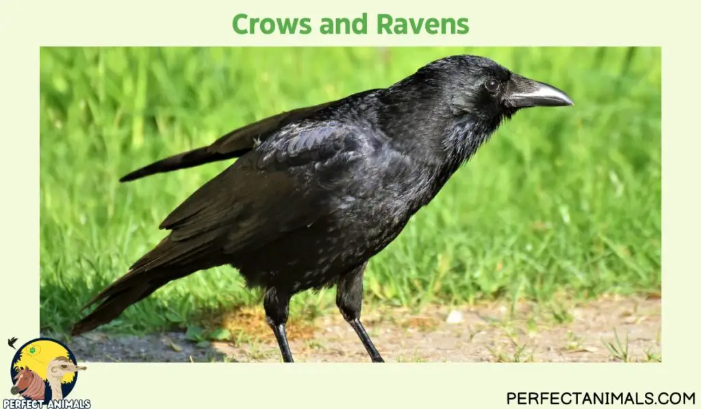 Birds That Eat Spiders | Crows and Ravens