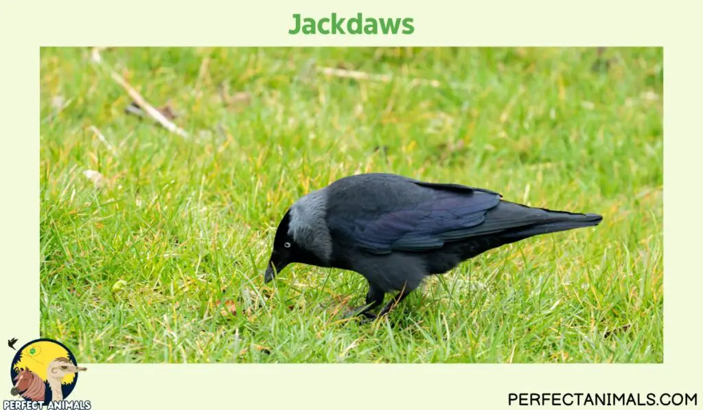 Birds That Eat Spiders | Jackdaws