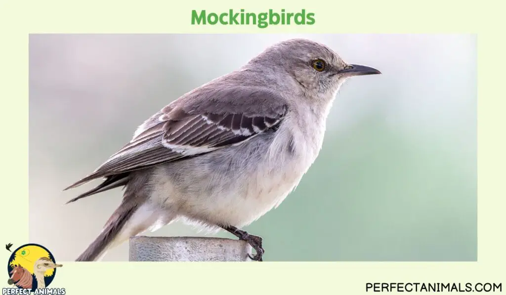 Birds That Eat Spiders | Mockingbirds