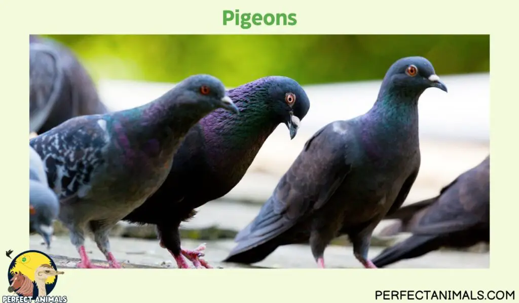 Birds That Eat Spiders | Pigeons