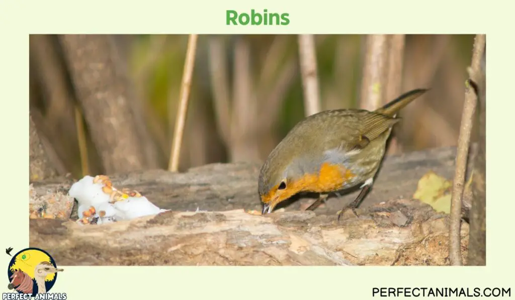 Birds That Eat Spiders | Robins