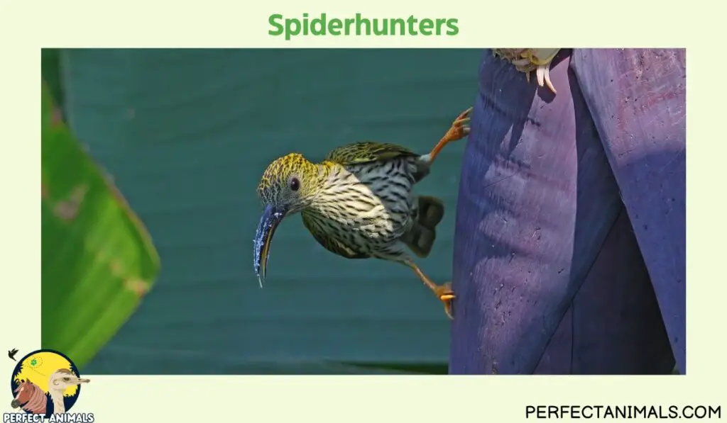 Birds That Eat Spiders | Spiderhunters