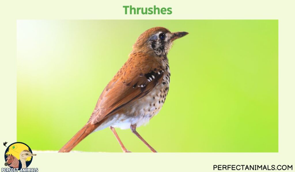Birds That Eat Spiders | Thrushes
