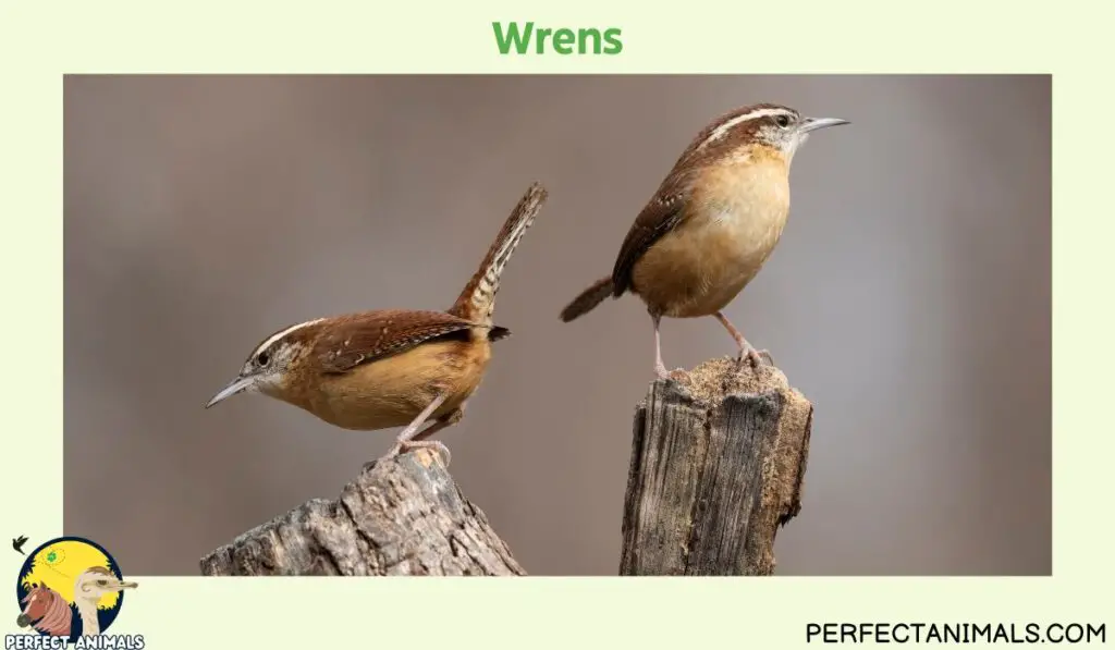 Birds That Eat Spiders | Wrens