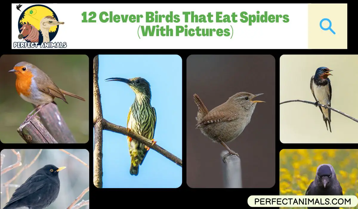 Birds That Eat Spiders