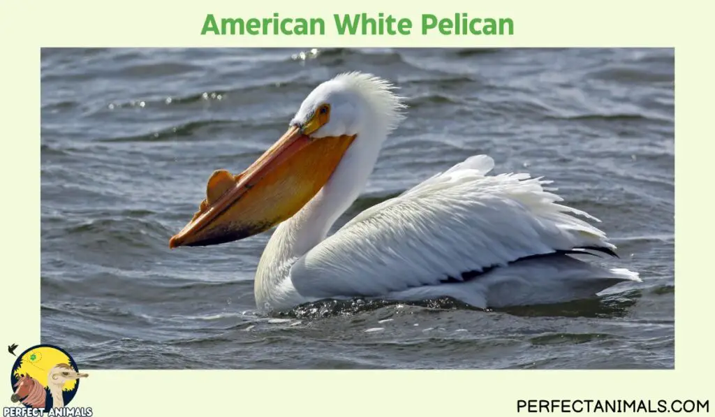 Birds With Long Beaks | American White Pelican