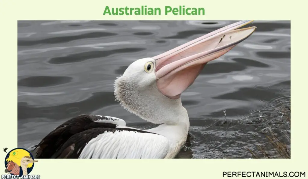 Birds With Long Beaks | Australian Pelican