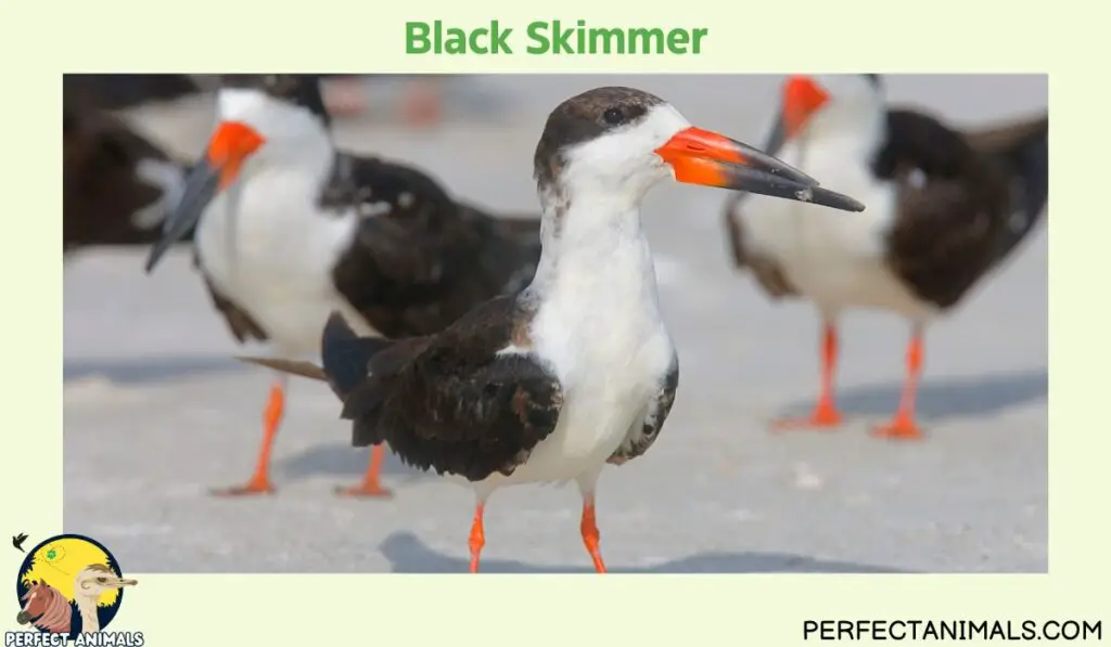 Birds With Long Beaks | Black Skimmer