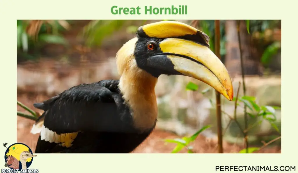 Birds With Long Beaks | Great Hornbill