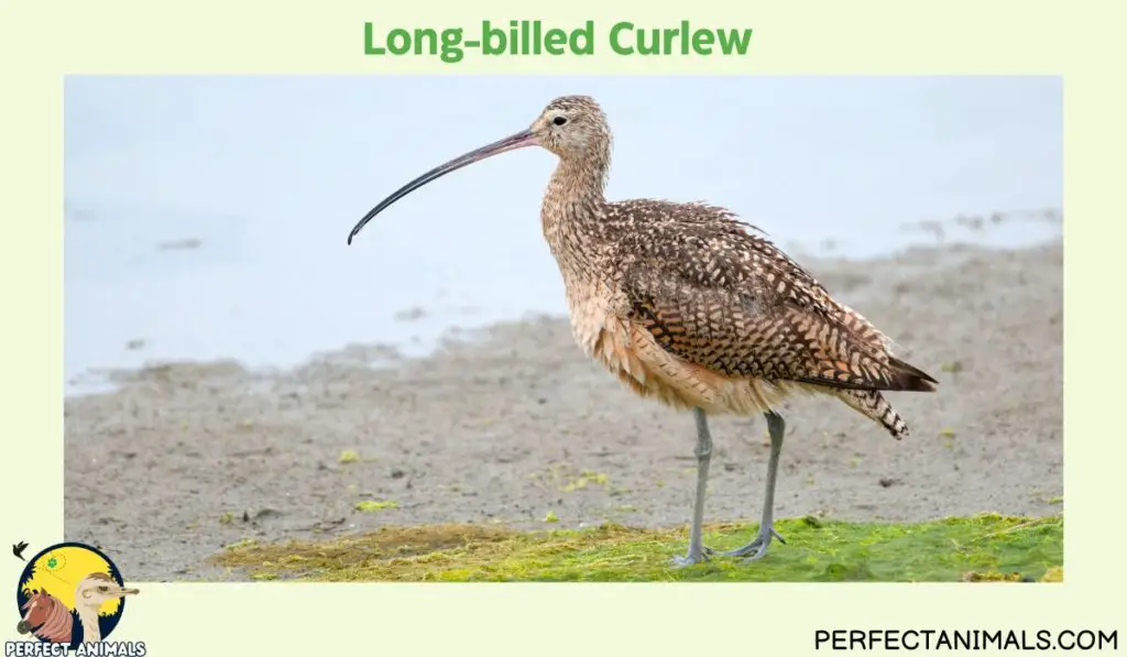 Birds With Long Beaks | Long-billed Curlew