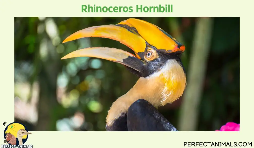 Birds With Long Beaks | Rhinoceros Hornbill