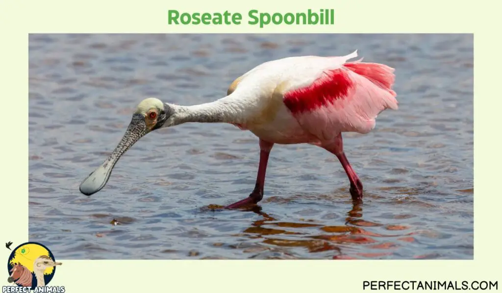 Birds With Long Beaks | Roseate Spoonbill