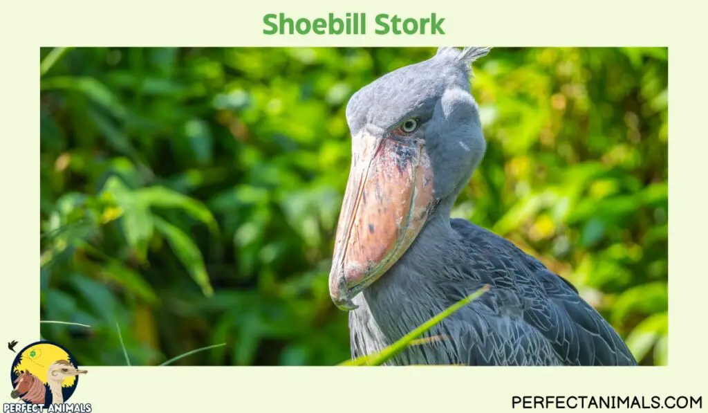 Birds With Long Beaks | Shoebill Stork