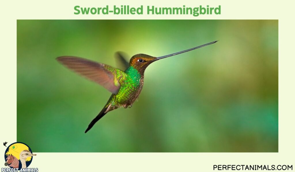 Birds With Long Beaks | Sword-billed Hummingbird