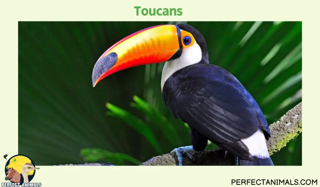 Birds With Long Beaks | Toucans 