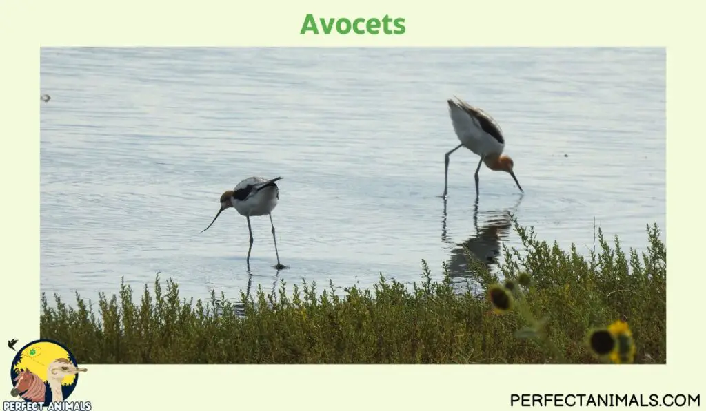 Birds With Long Legs | Avocets