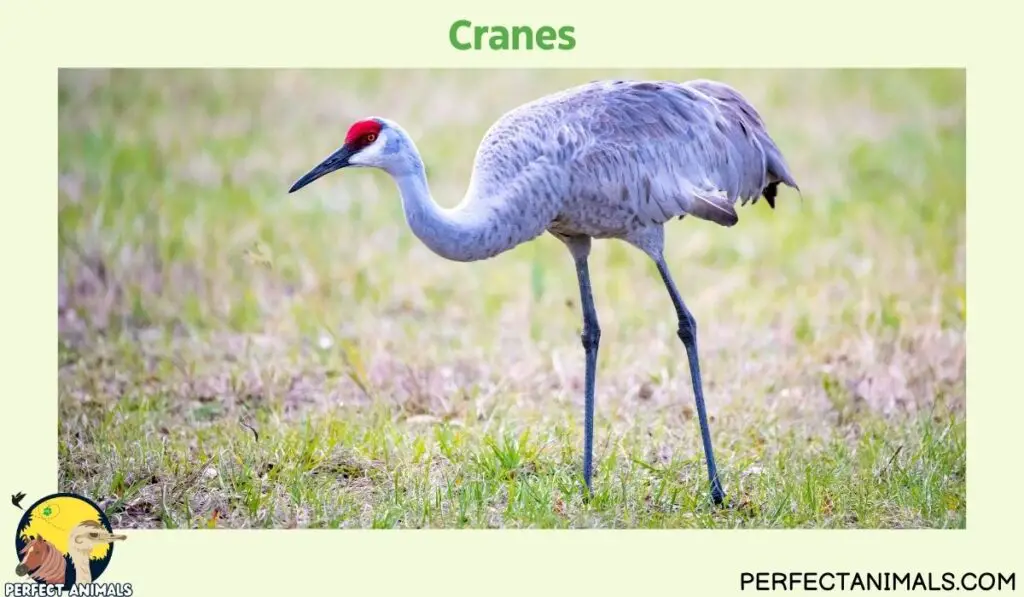 Birds With Long Legs | Cranes
