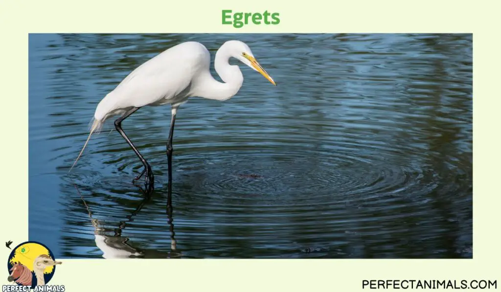 Birds With Long Legs | Egrets