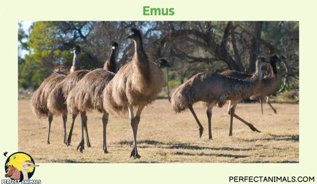 Birds With Long Legs | Emus