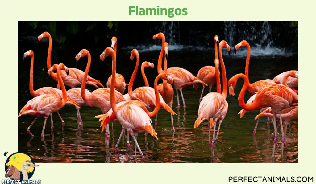 Birds With Long Legs | Flamingos