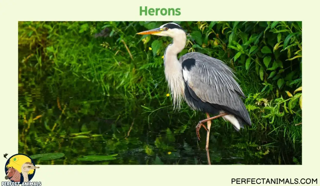 Birds With Long Legs | Herons