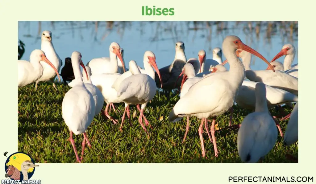 Birds With Long Legs | Ibises