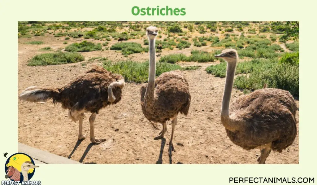 Birds With Long Legs | Ostriches
