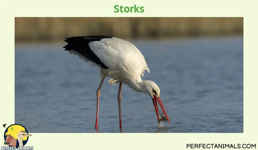 Birds With Long Legs | Storks