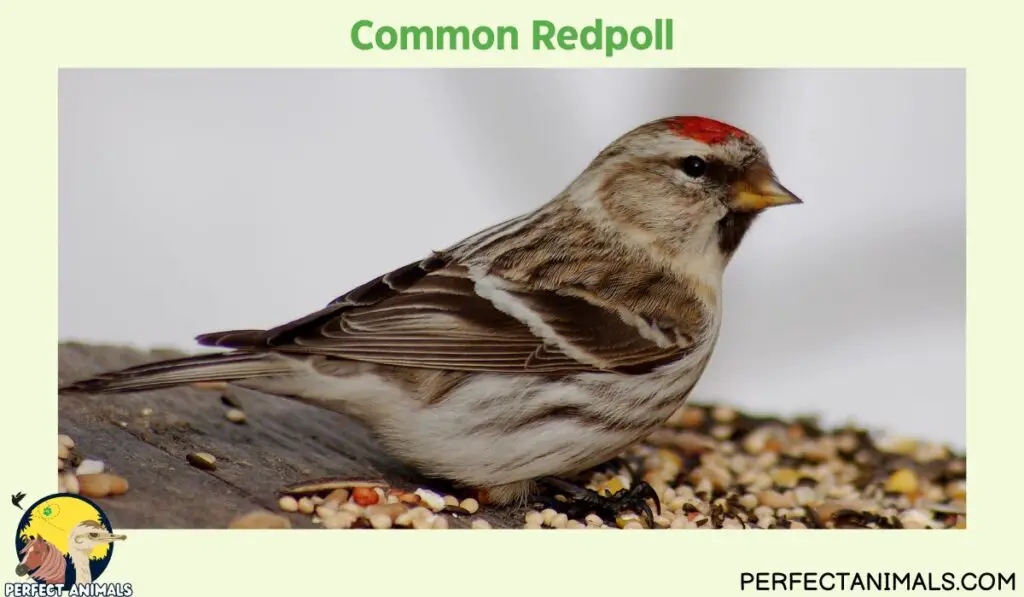 Birds with Red Heads  | Common Redpoll