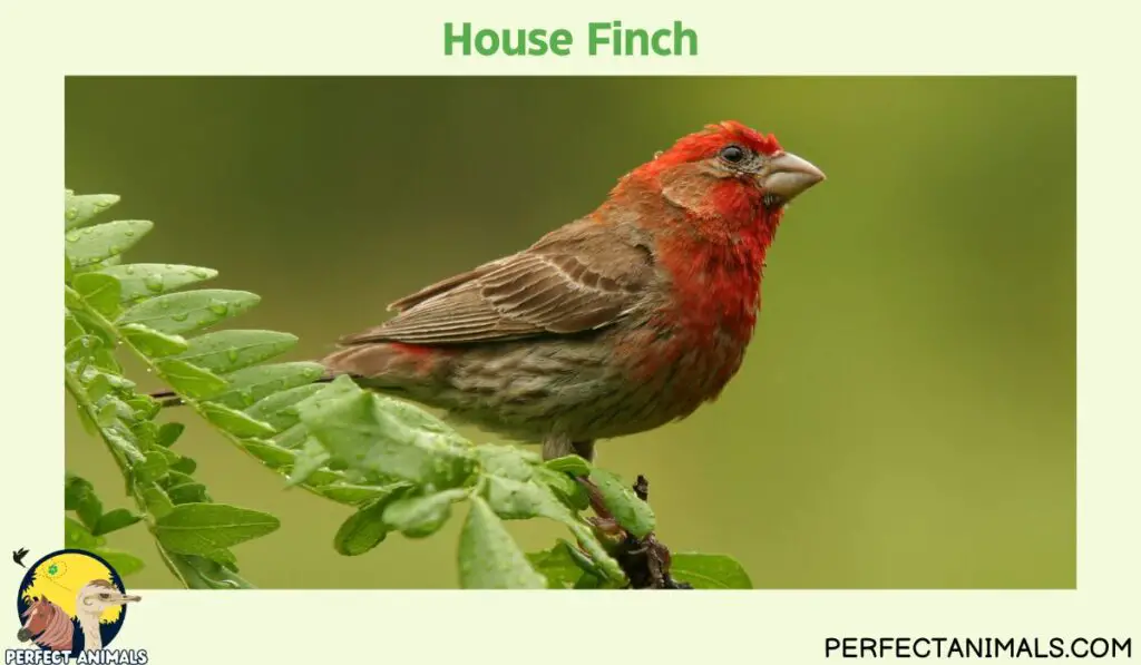 Birds with Red Heads  | House Finch