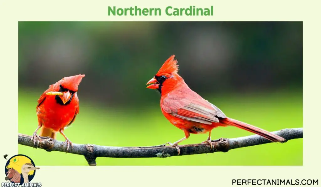Birds with Red Heads  | Northern Cardinal
