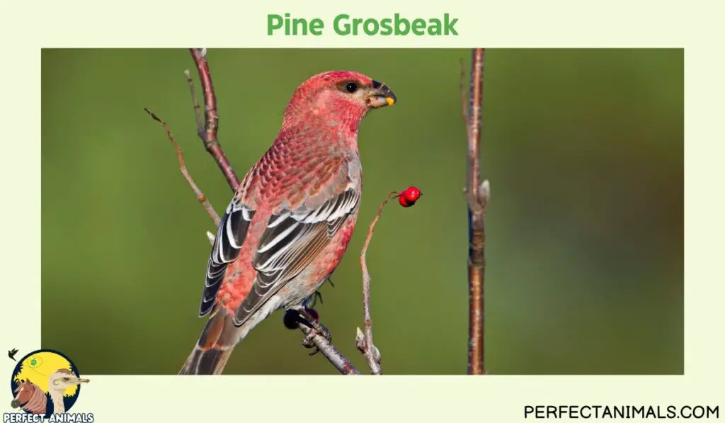 Birds with Red Heads  | Pine Grosbeak