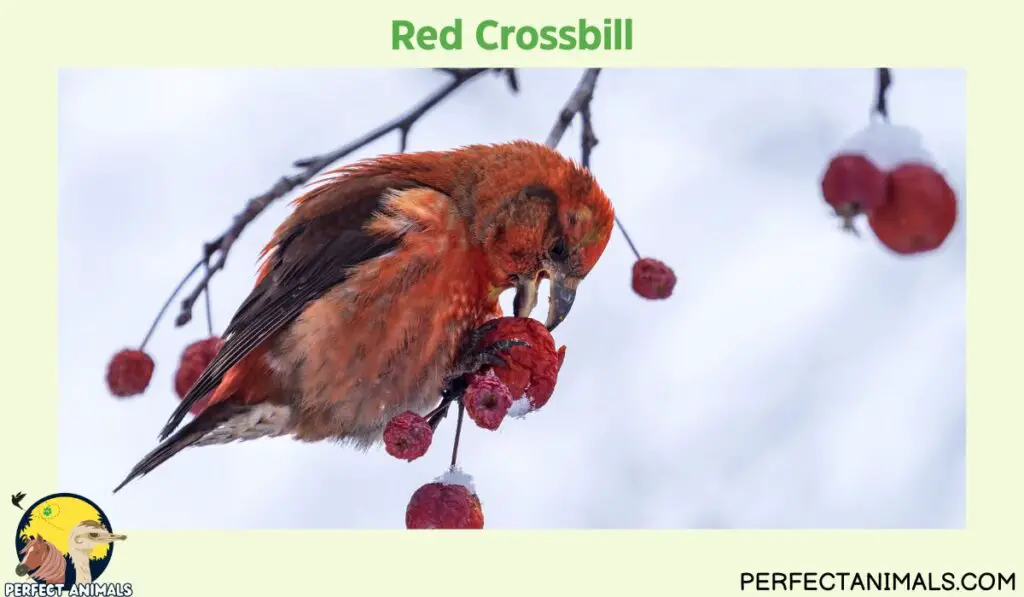 Birds with Red Heads | Red Crossbill