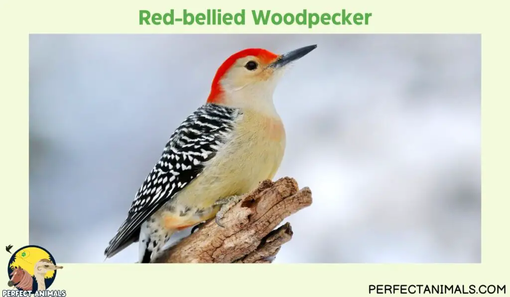 Birds with Red Heads  | Red-bellied Woodpecker