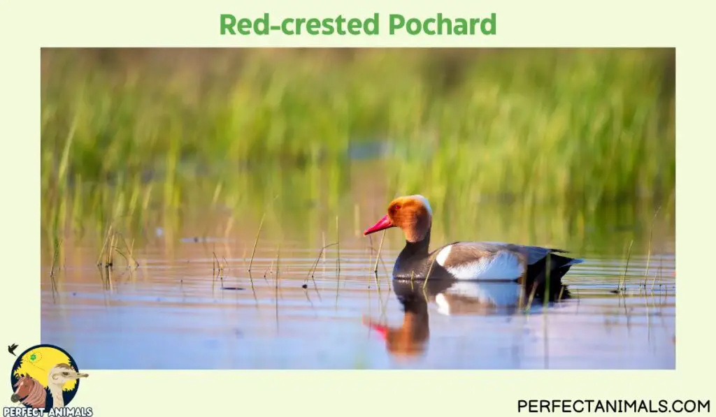 Birds with Red Heads  | Red-crested Pochard