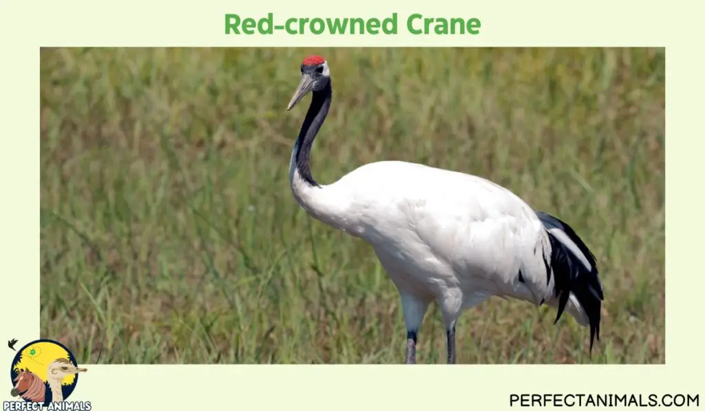 Birds with Red Heads | Red-crowned Crane