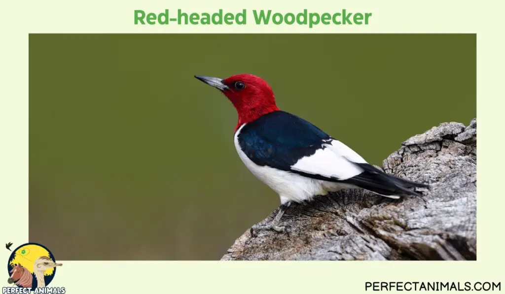Birds with Red Heads  | Red-headed Woodpecker