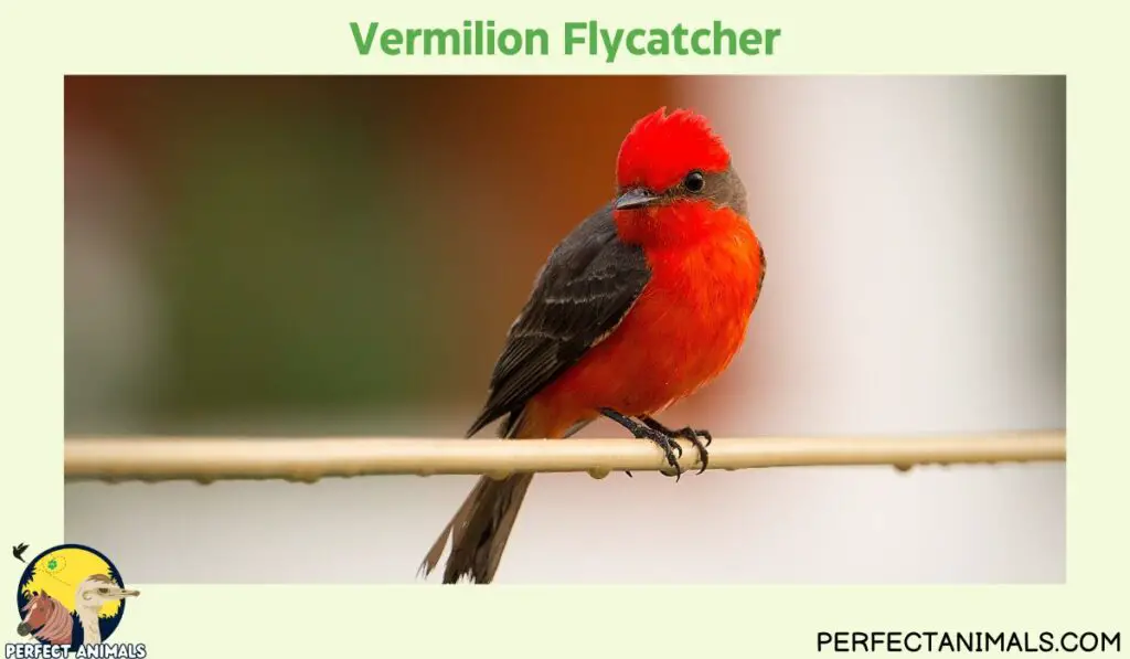 Birds with Red Heads | Vermilion Flycatcher