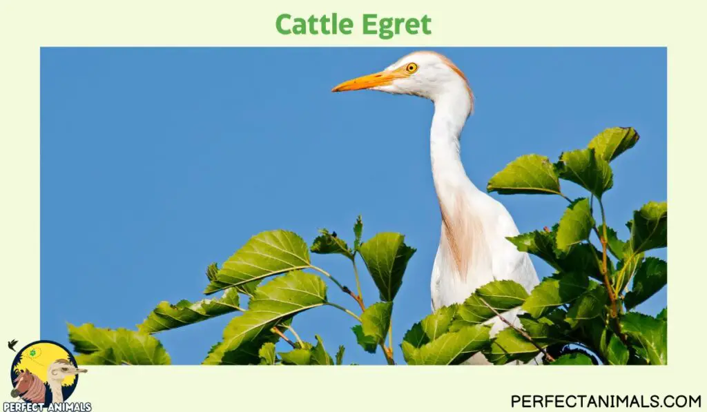 Egrets in Florida | Cattle Egret
