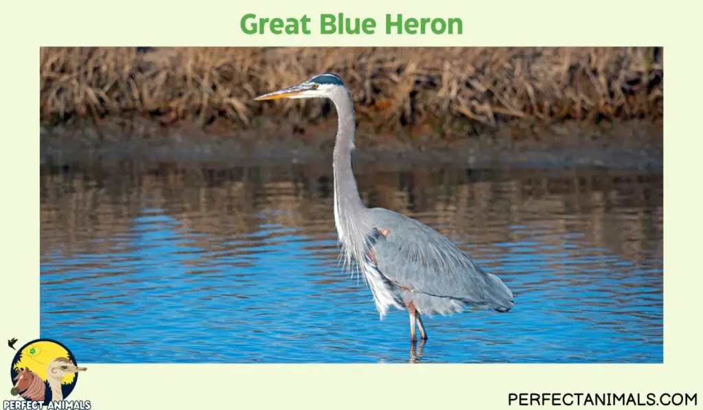  Egrets in Florida  | Great Blue Heron