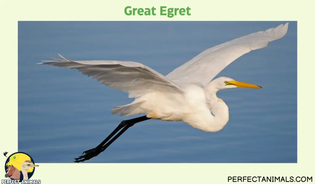  Egrets in Florida  | Great Egret