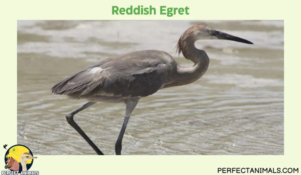  Egrets in Florida  | Reddish Egret