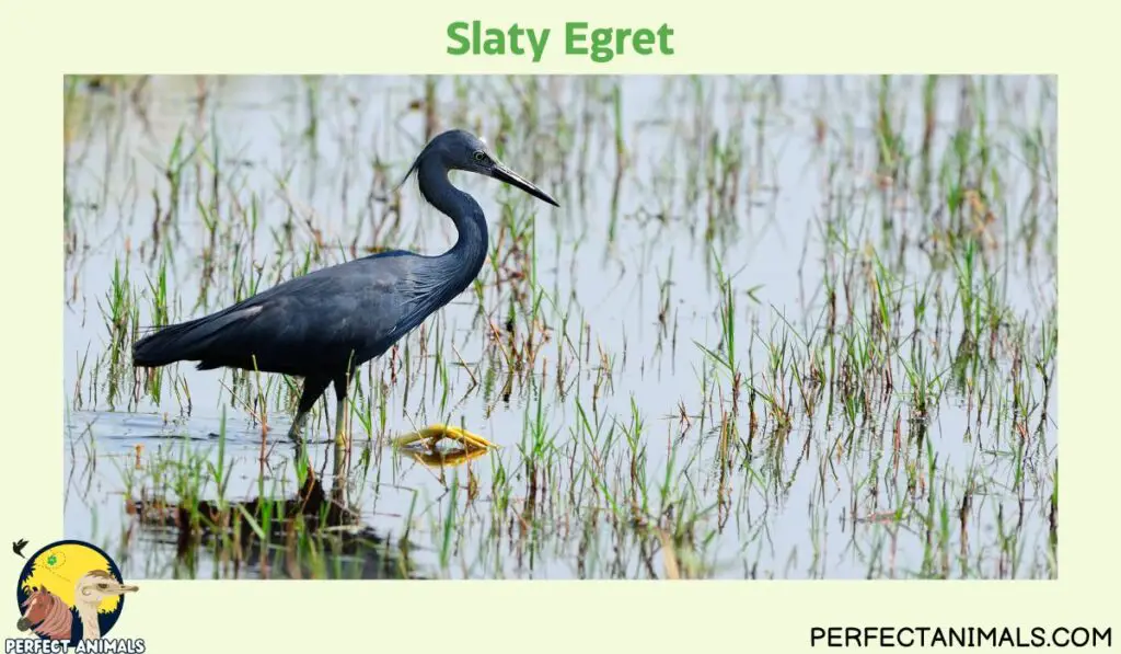  Egrets in Florida  | Slaty Egret
