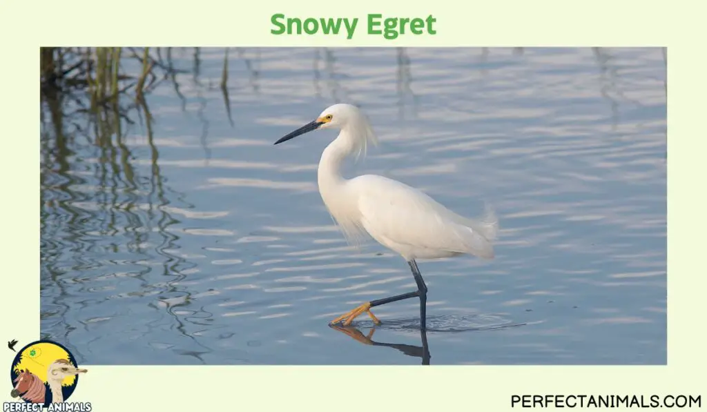  Egrets in Florida  | Snowy Egret