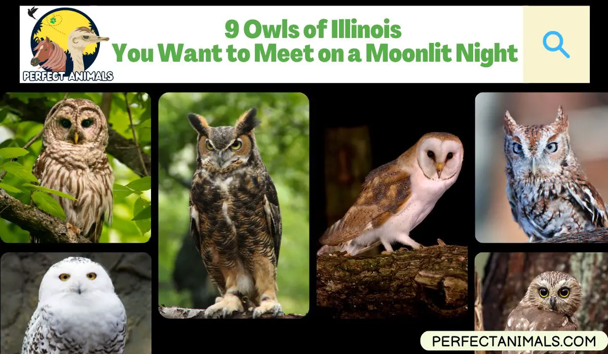 Owls of Illinois