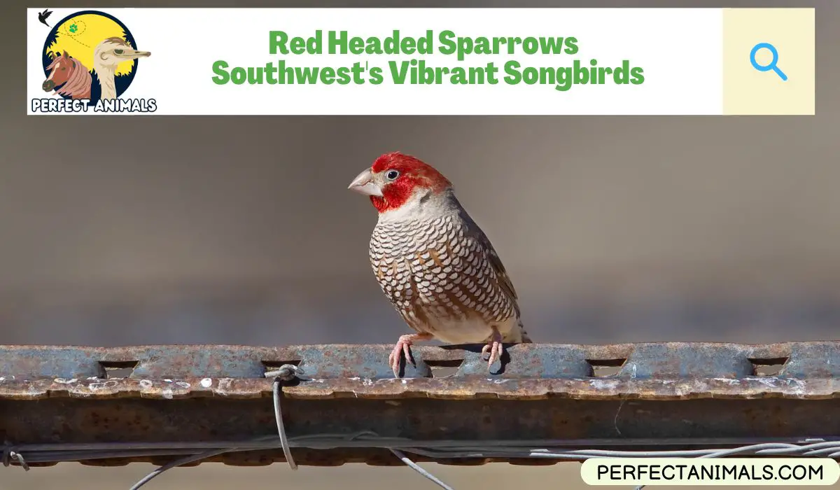 Red Headed Sparrows