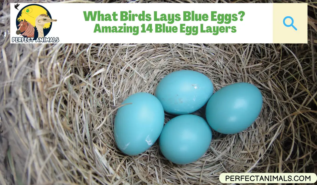 What Birds Lays Blue Eggs?