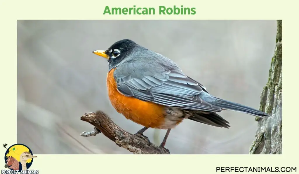 What Birds Lays Blue Eggs?  | American Robins