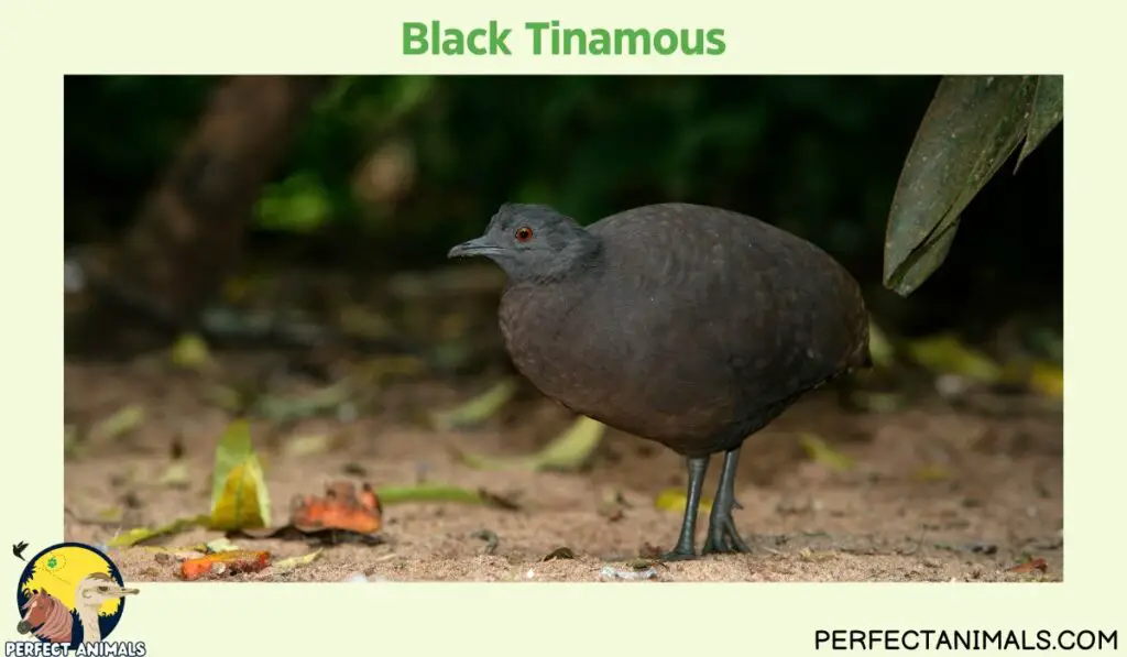 What Birds Lays Blue Eggs?  | Black Tinamous